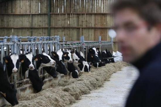 Farmers in Romania, affected by the abolition of milk quotas in the EU. What they should do to stay in the market