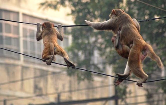 Un oraş turistic a rămas fără internet din cauza maimuţelor