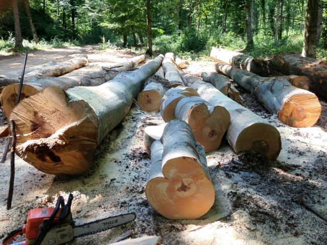 La Ordinea Zilei: Dezvăluiri incredibile despre hoţiile din pădurile României