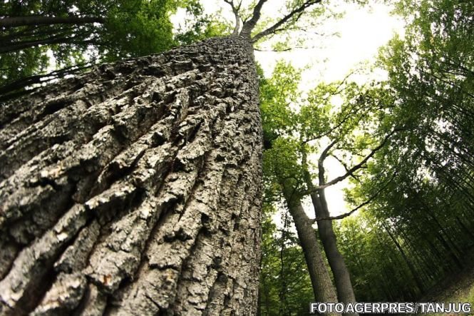 Proprietarii de păduri, obligaţi să plătească taxe de mediu