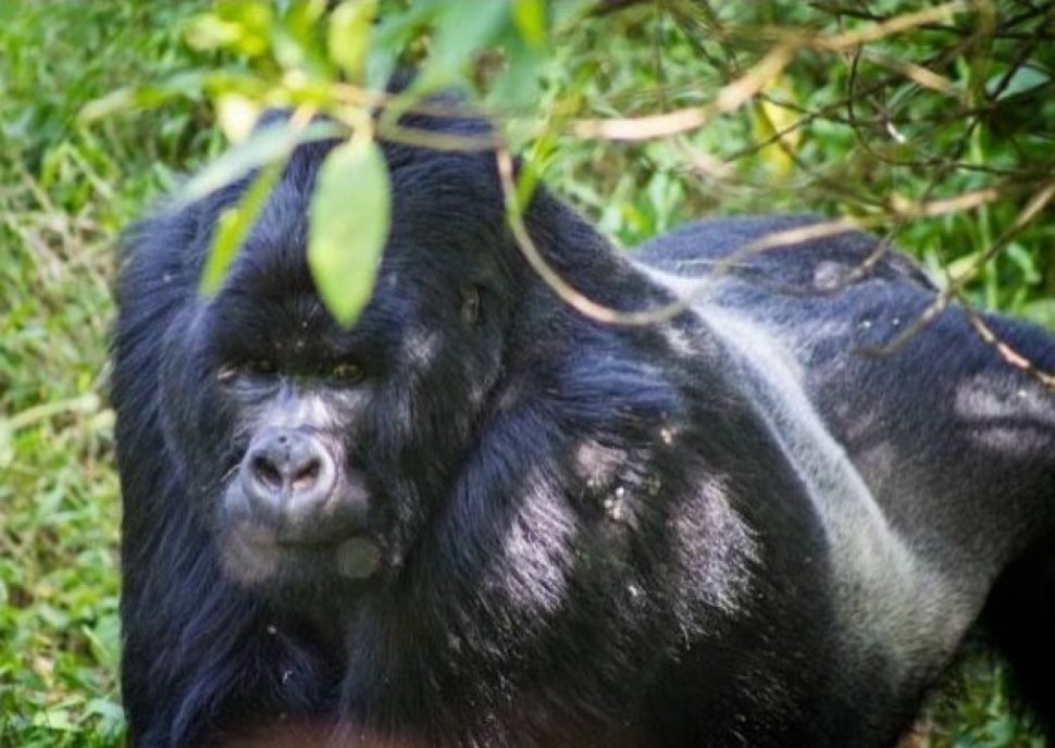 O gorilă NERVOASĂ de la Zoo sparge geamul de protecţie şi bagă în sperieţi vizitatorii (VIDEO)
