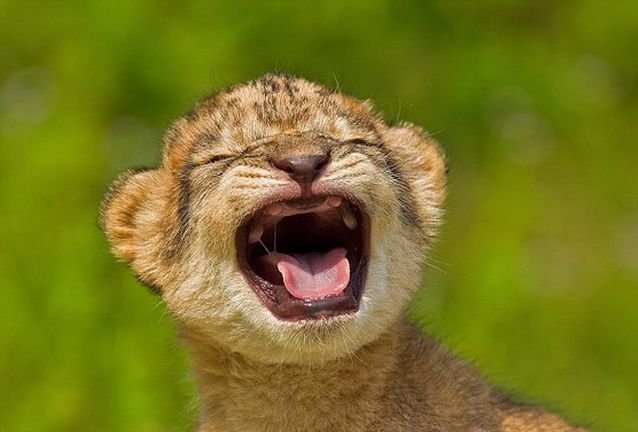 E bucurie mare la Grădina Zoologică din Târgu Mureş! Cinci pui de leu au venit pe lume 