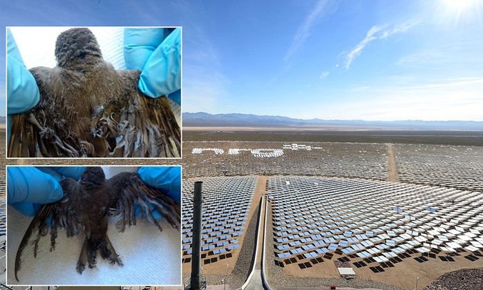 Cel mai mare proiect de energie solară a ucis peste 3500 de păsări în primul an de funcţionare