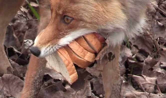 O vulpe din Cernobîl, filmată în timp ce-şi pregătea un sandvici