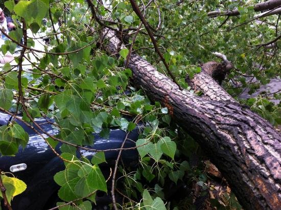 Un angajat al Primăriei Odorheiu Secuiesc, lovit mortal de copacul pe care îl tăia