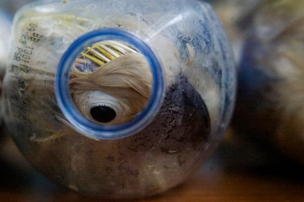 Cruzime fără margini. Papagali îndesaţi în sticle de plastic de traficanţii indonezieni