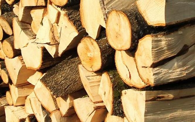 Guvernul vrea să interzică, pe o perioadă limitată, exporturile de lemn. Proiectul, blocat la Ministerul Justiţiei