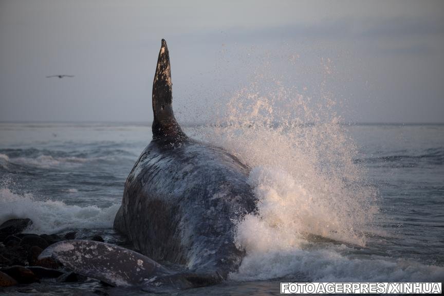Peste 20 de balene uriaşe au fost găsite moarte la ţărmul unui golf din Chile