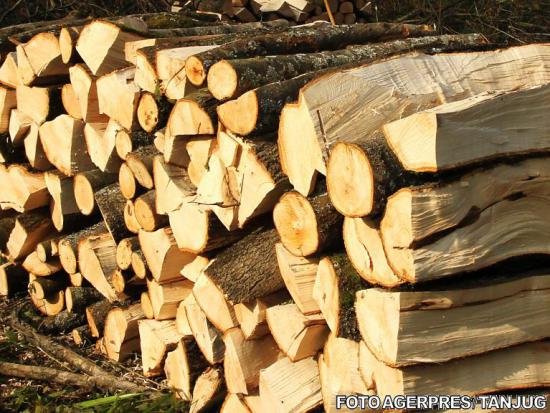 Zeci de controale la firme de prelucrarea și comercializarea lemnului
