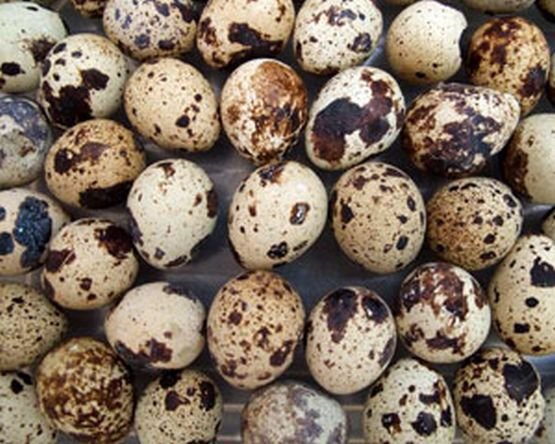 E bine să consumăm ouă de prepeliţă?