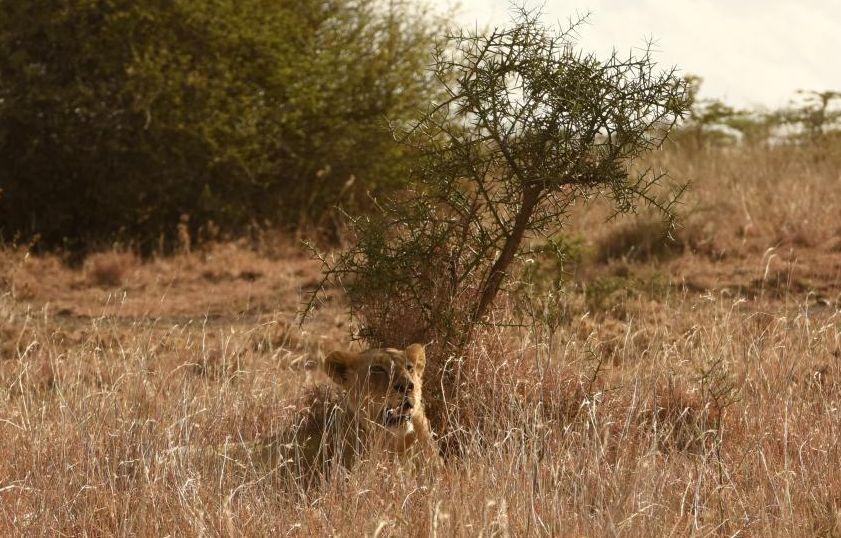 Turistă ucisă de un leu într-un parc zoologic din Africa de Sud
