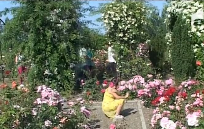 Cea mai mare grădină de trandafiri din România. VIDEO