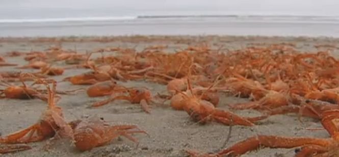 Privelişte spectaculoasă pe o plajă din California. Mii de crabi au fost aduşi de valuri la ţărm