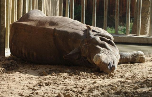 O companie din domeniul biotehnologiei a făcut un lucru incredibil pentru a salva rinocerii 
