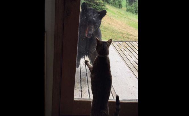 Putere de felină. O pisică a pus pe fugă un urs, care dădea tărcoale casei (VIDEO)