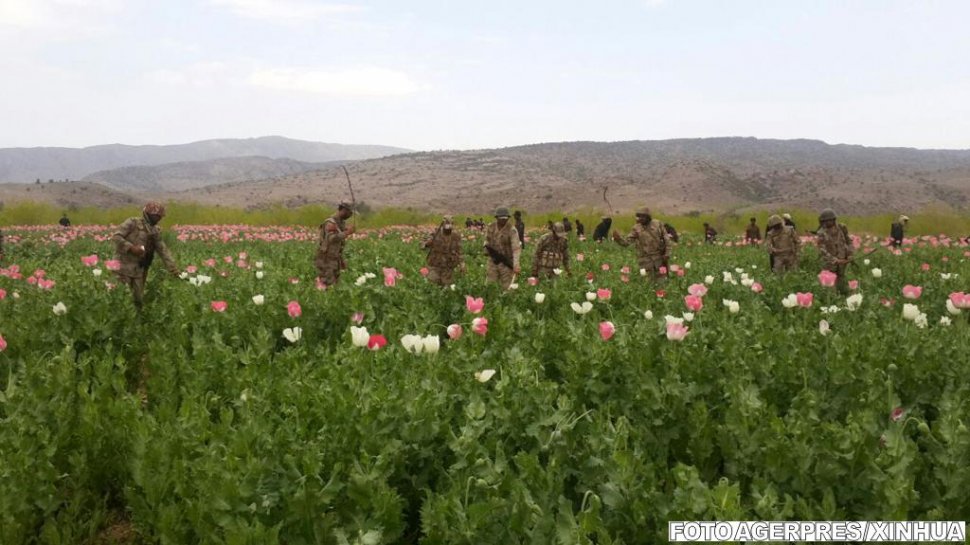 Producţia mondială de opium a atins cel mai ridicat nivel de după 1930
