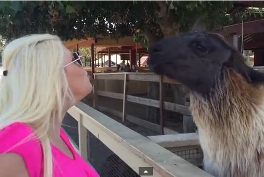 VIDEO! O blondă încearcă să sărute o lamă. Reacţia animalului este FABULOASĂ