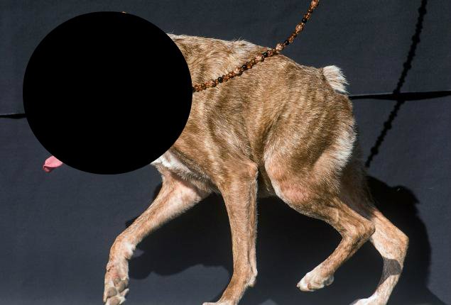 A fost încoronat cel mai urât câine din lume. Cum arată şi ce poveste emoţionantă are Quasi Modo 