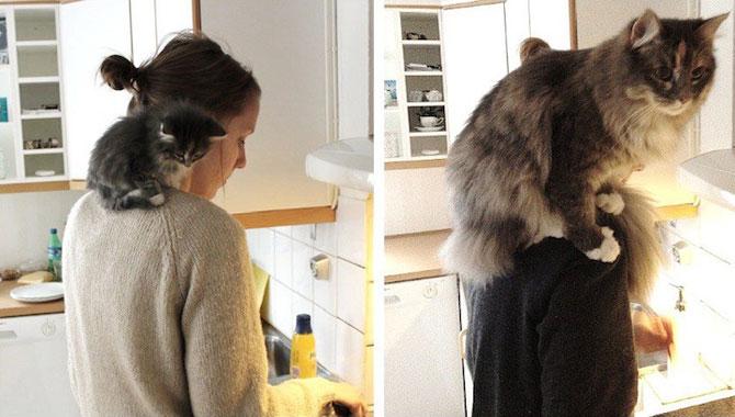 Aceste imagini îţi vor face ziua mai frumoasă. Oamenii şi prietenii necuvântători, atunci şi acum 312780