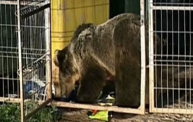 Locuitorii din Băile Tuşnad, terorizaţi de urşi. Oamenii se baricadează în case din cauza animalelor sălbatice