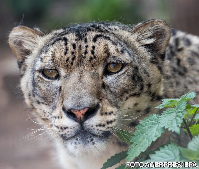 Un ghid turistic britanic a fost atacat, prin surprindere, de un leopard