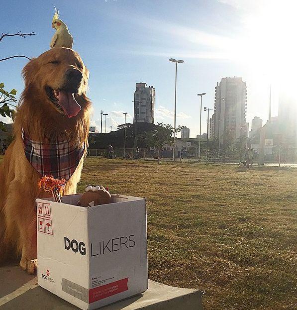 Câinele e cel mai bun prieten al omului. Dar cine e cel mai bun prieten al câinelui? 314519