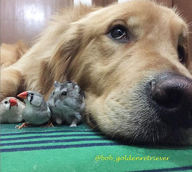 Câinele e cel mai bun prieten al omului. Dar cine e cel mai bun prieten al câinelui? 314520