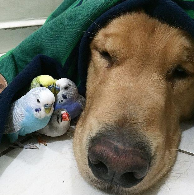 Câinele e cel mai bun prieten al omului. Dar cine e cel mai bun prieten al câinelui? 314521