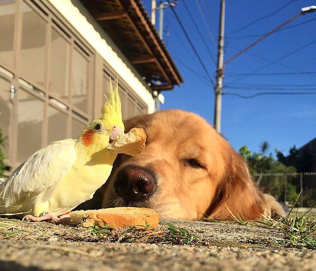 Câinele e cel mai bun prieten al omului. Dar cine e cel mai bun prieten al câinelui? 314522