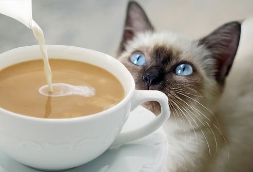 Cat lovers can take a pet with a cup of coffee
