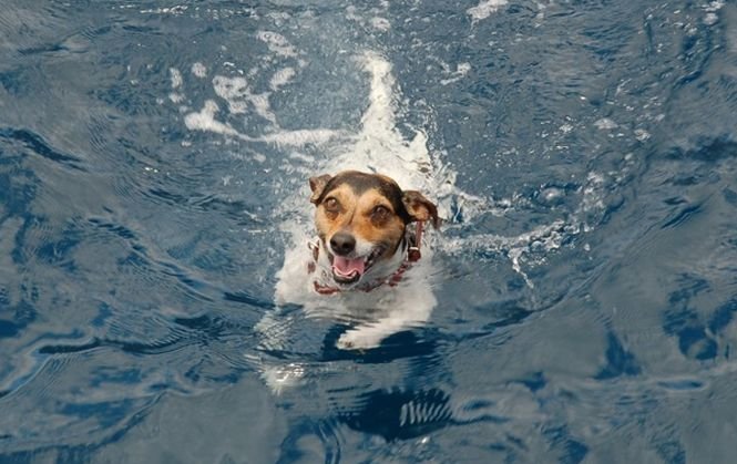 Ce s-a întâmplat cu acest câine şi stăpânul său, după ce au plutit în derivă 3 zile în apele Golfului Mexic