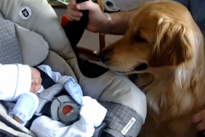 Prima întâlnire dintre un bebeluş şi câinele familiei. Reacţia căţelului este adorabilă