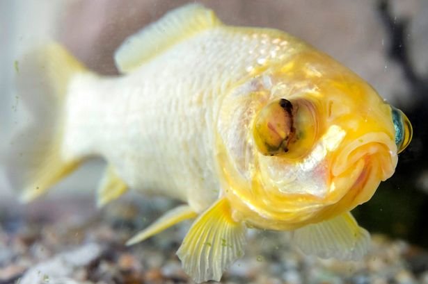 Cel mai bătrân peştişor auriu din Marea Britanie are 38 de ani