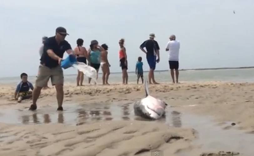 Salvare spectaculoasă a unui rechin eşuat pe o plajă din Massachusetts (VIDEO)