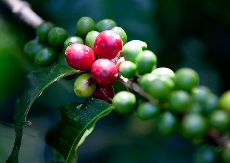Consecinţe devastatoare ale consumului de cafea asupra pădurilor tropicale 