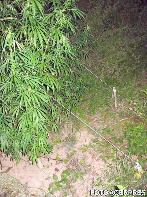 Arestaţi după ce au cultivat canabis într-o pădure din Giurgiu