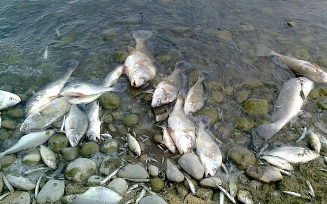 Situaţie revoltătoare. Mii de peşti morţi plutesc pe apa Mureşului