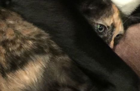Adăpostul inedit găsit de această felină speriată de tunetele de afară