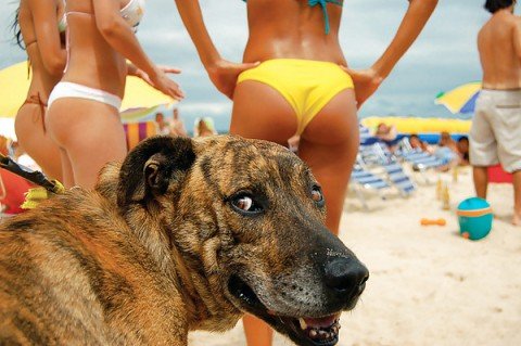 Amendă uriaşă pentru că şi-a lăsat câinele liber pe plajă 