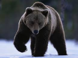 Groază în Siberia. Urşii au dat năvală în cimitir şi caută resturi umane