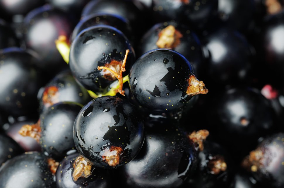 Wild weather prompts wild berry eating orgy