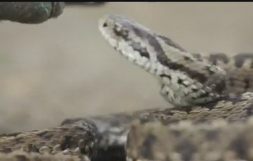 Boa de nisip, cel mai rar șarpe din România