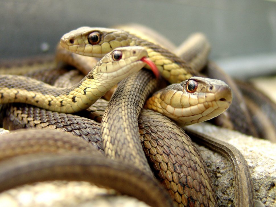 Incredibila descoperire a științei: șerpi cu picioare! 