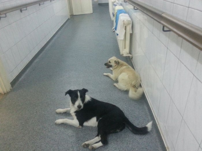 Şocant. Câini pe holurile spitalului, printre pacienţi