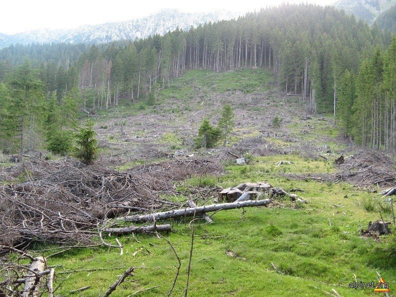 Scandalul tăierilor ilegale de păduri a ajuns într-o nouă etapă