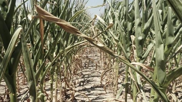 Veştile neplăcute pe care le primesc agricultorii de la stat în condiţiile secetei crunte