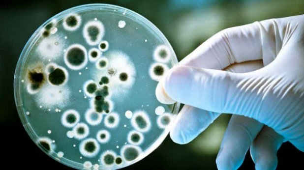 Cum afli dacă ai o suprainfecţie cu bacteria candida?