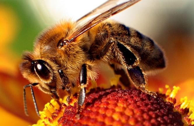 Studiul care arată cât de fascinante sunt albinele