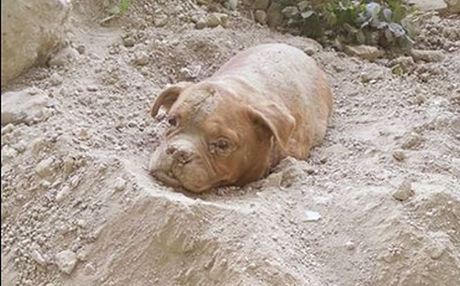 Un câine a fost îngropat de viu. Imaginile şocante, publicate pe Facebook