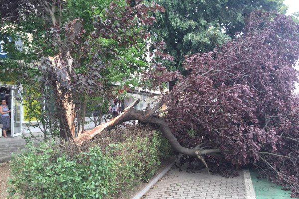 Vânt puternic în Timişoara: Copaci rupţi şi maşini distruse 